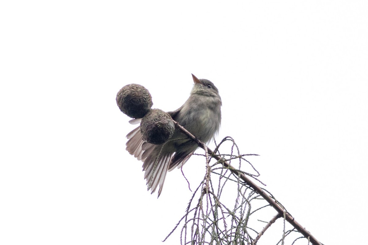 Alder/Willow Flycatcher (Traill's Flycatcher) - ML628242963