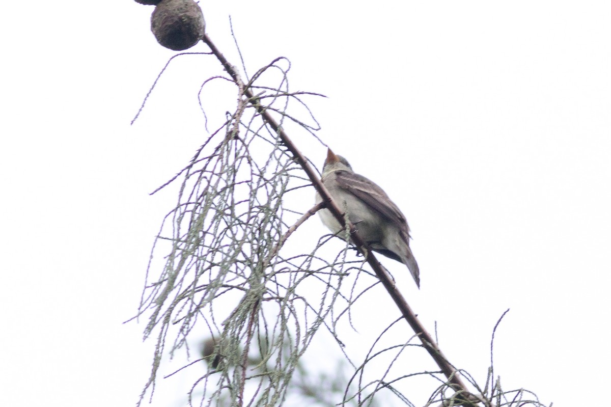 Alder/Willow Flycatcher (Traill's Flycatcher) - ML628242964