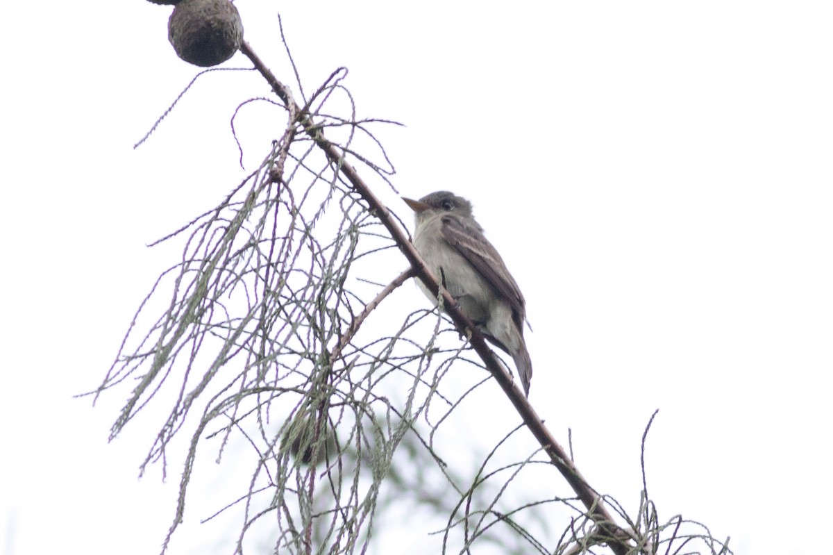 Alder/Willow Flycatcher (Traill's Flycatcher) - ML628242965