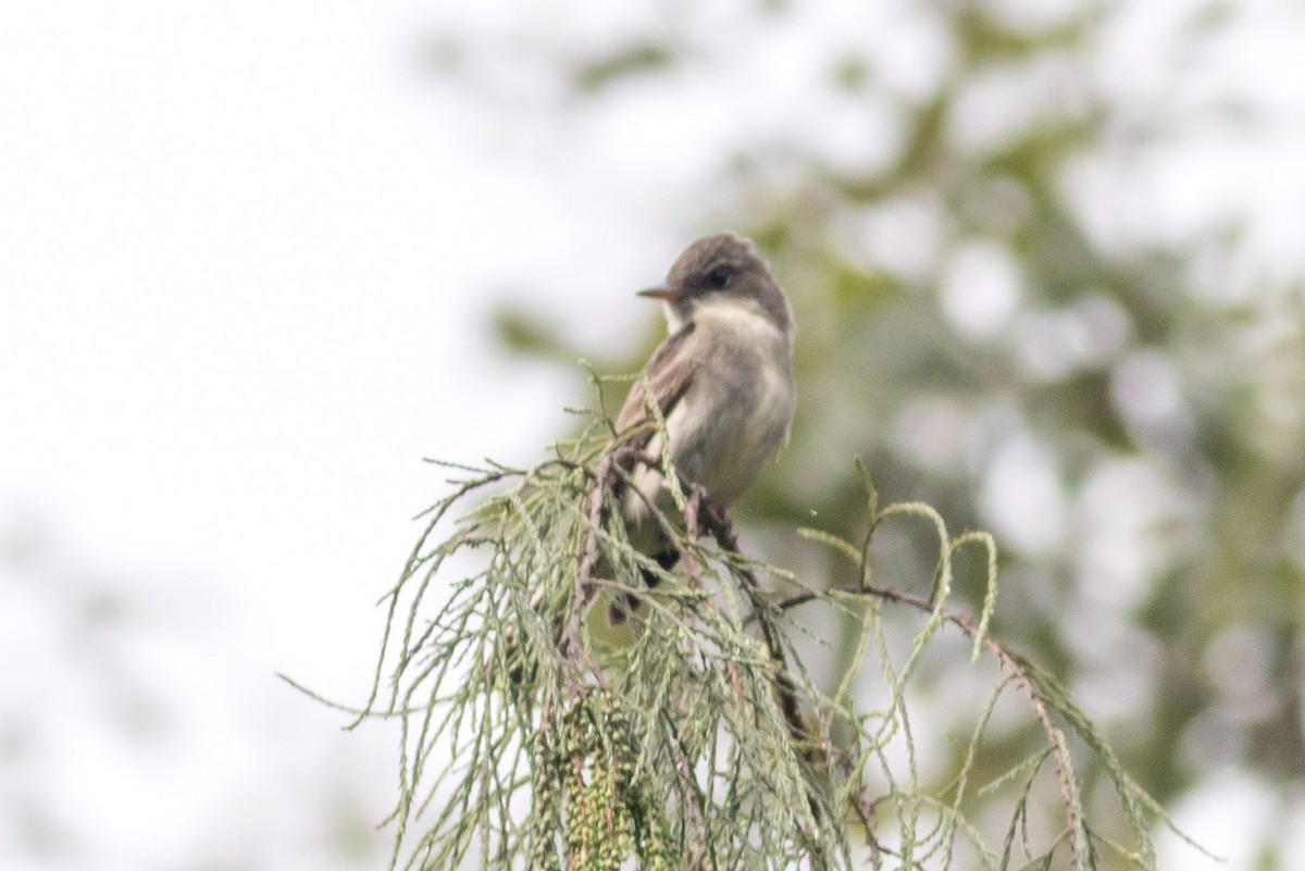 Alder/Willow Flycatcher (Traill's Flycatcher) - ML628242966