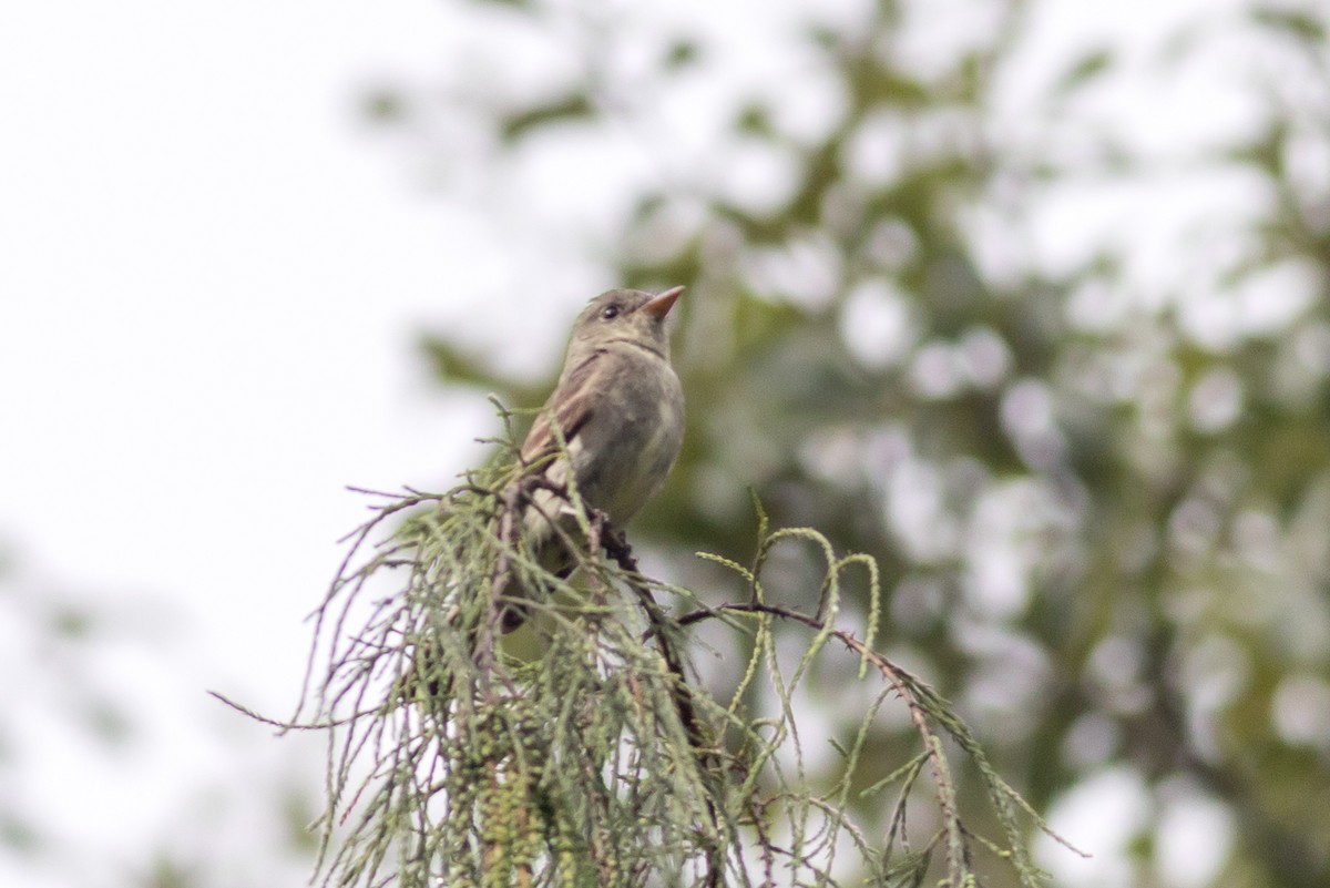 Alder/Willow Flycatcher (Traill's Flycatcher) - ML628242968