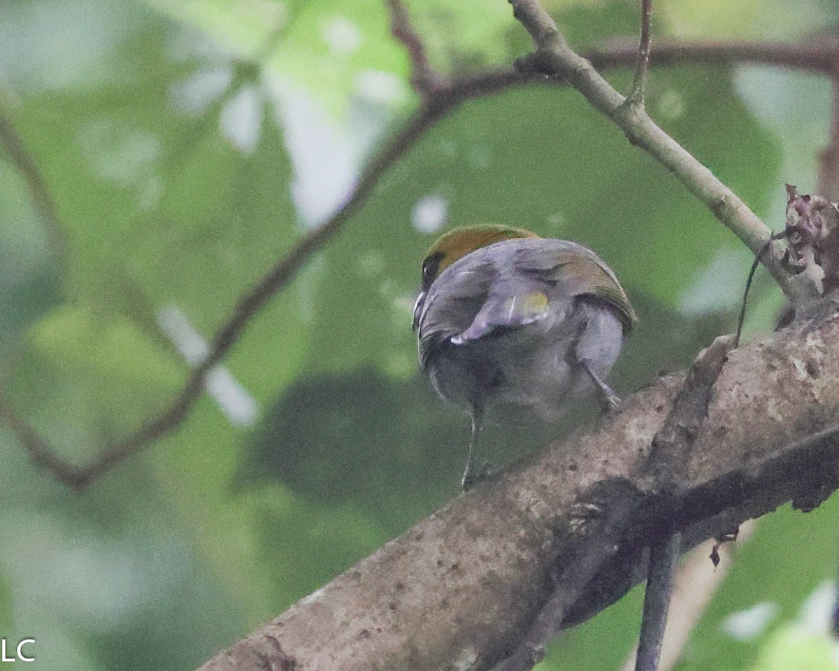 Black-faced Grosbeak - ML628243039