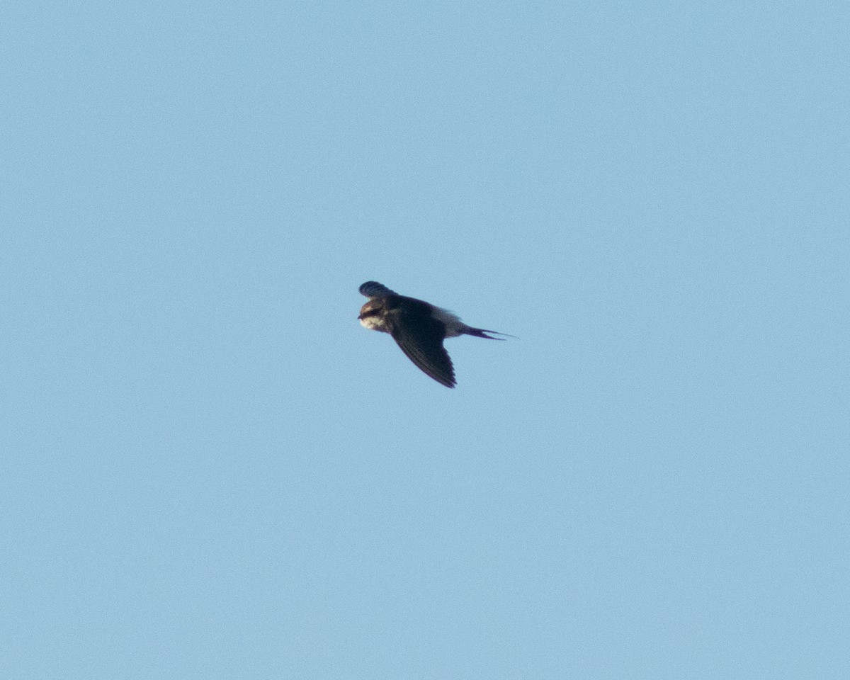 Gray-rumped Swallow - ML628243070