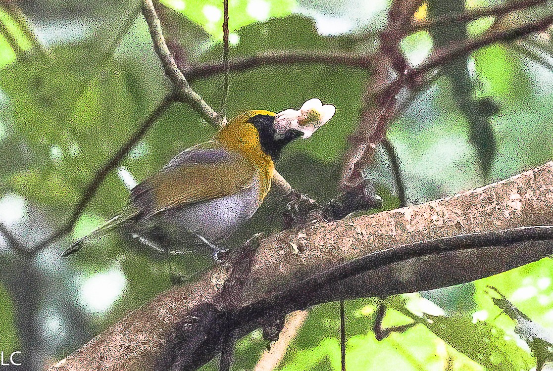 Black-faced Grosbeak - ML628243100