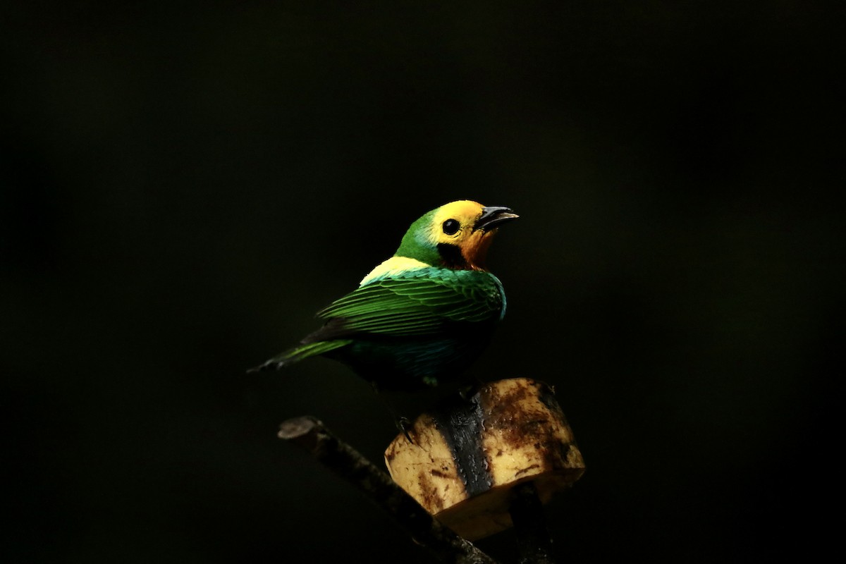 Multicolored Tanager - ML628243102