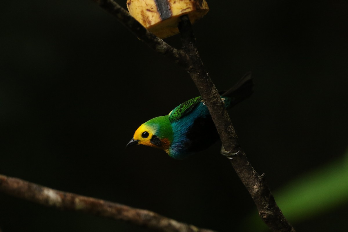 Multicolored Tanager - ML628243108