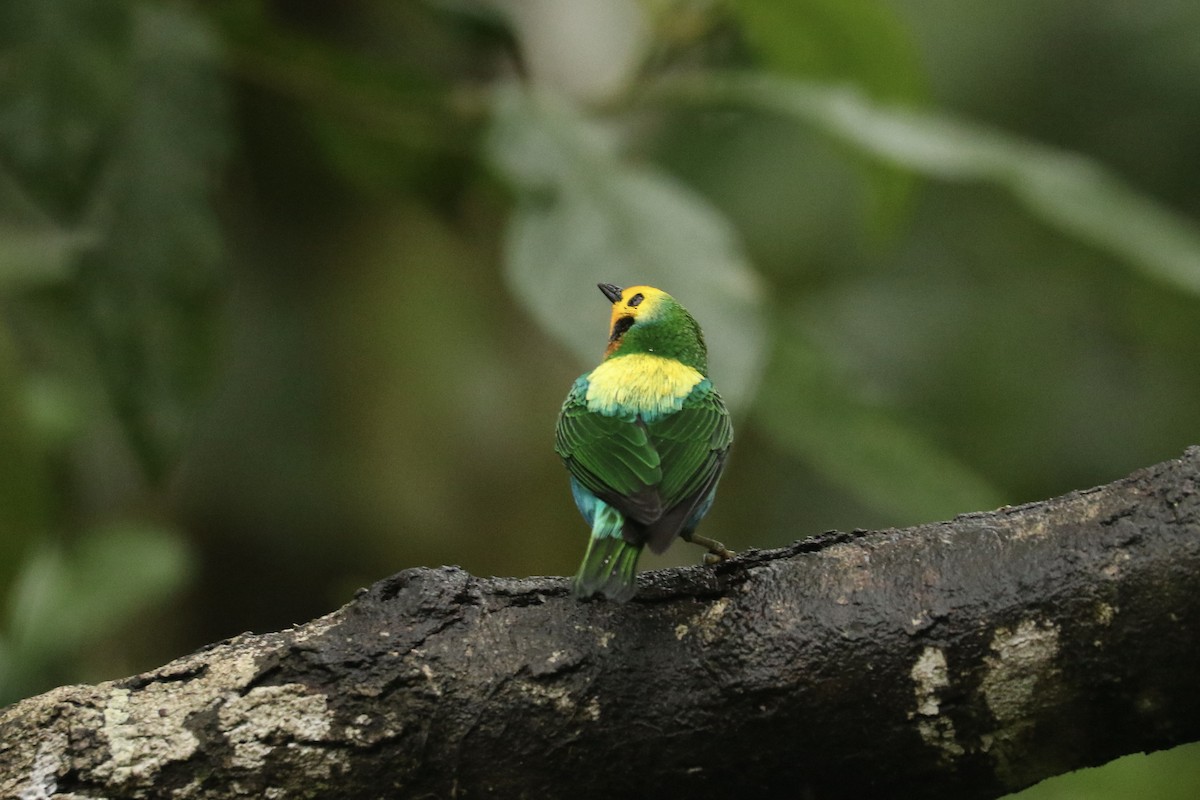 Multicolored Tanager - ML628243124