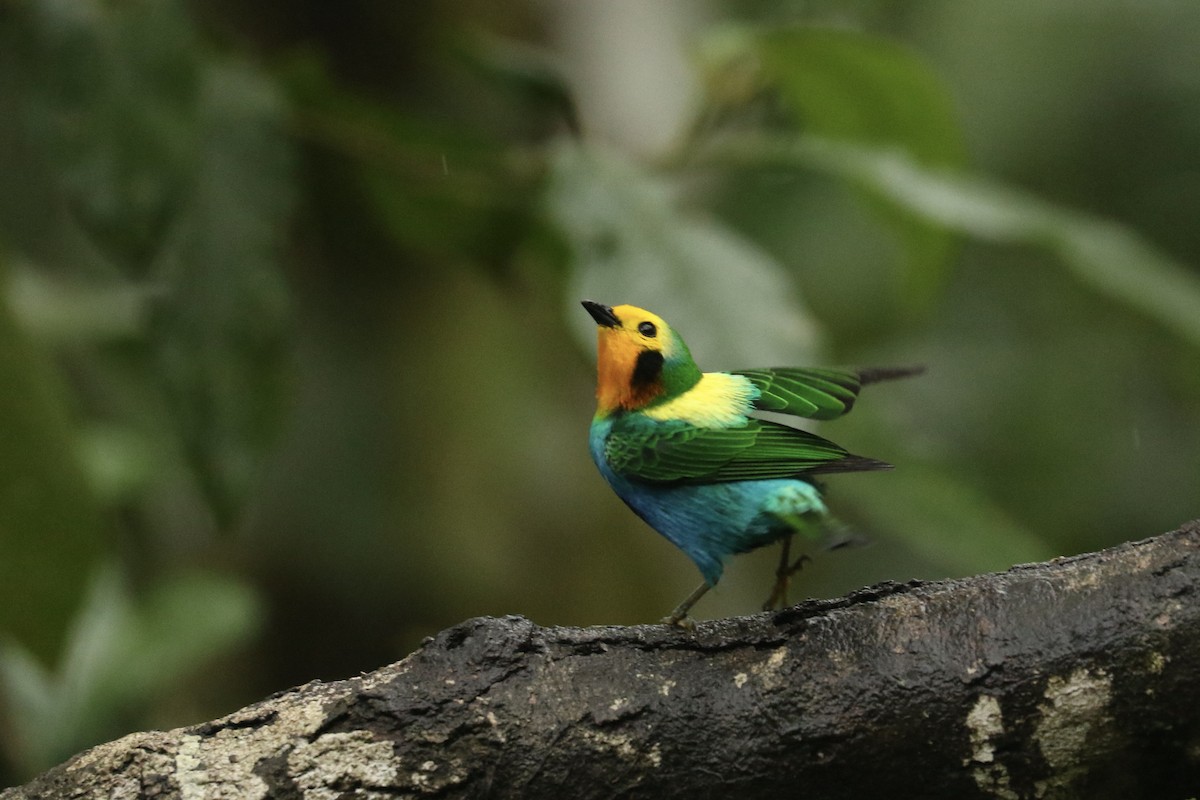 Multicolored Tanager - ML628243125