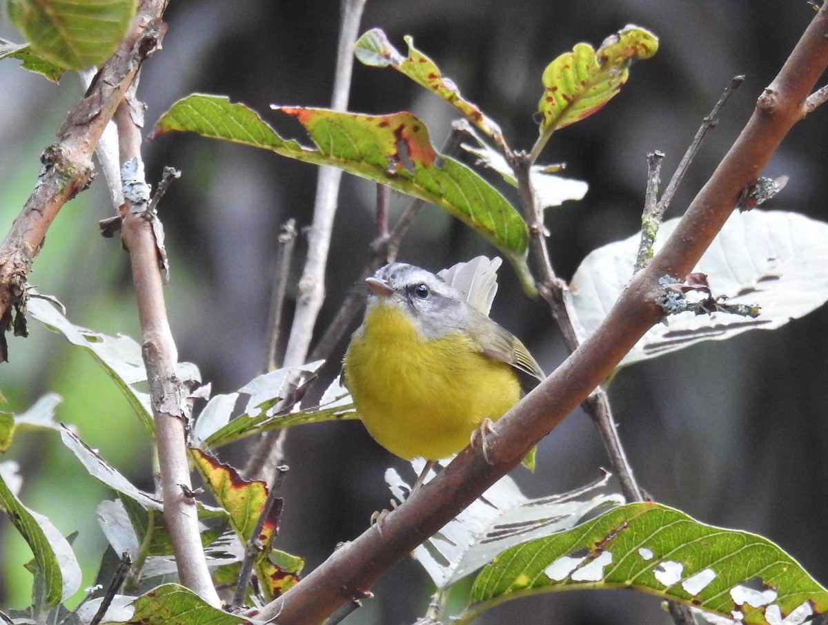 Golden-crowned Warbler - ML628243133