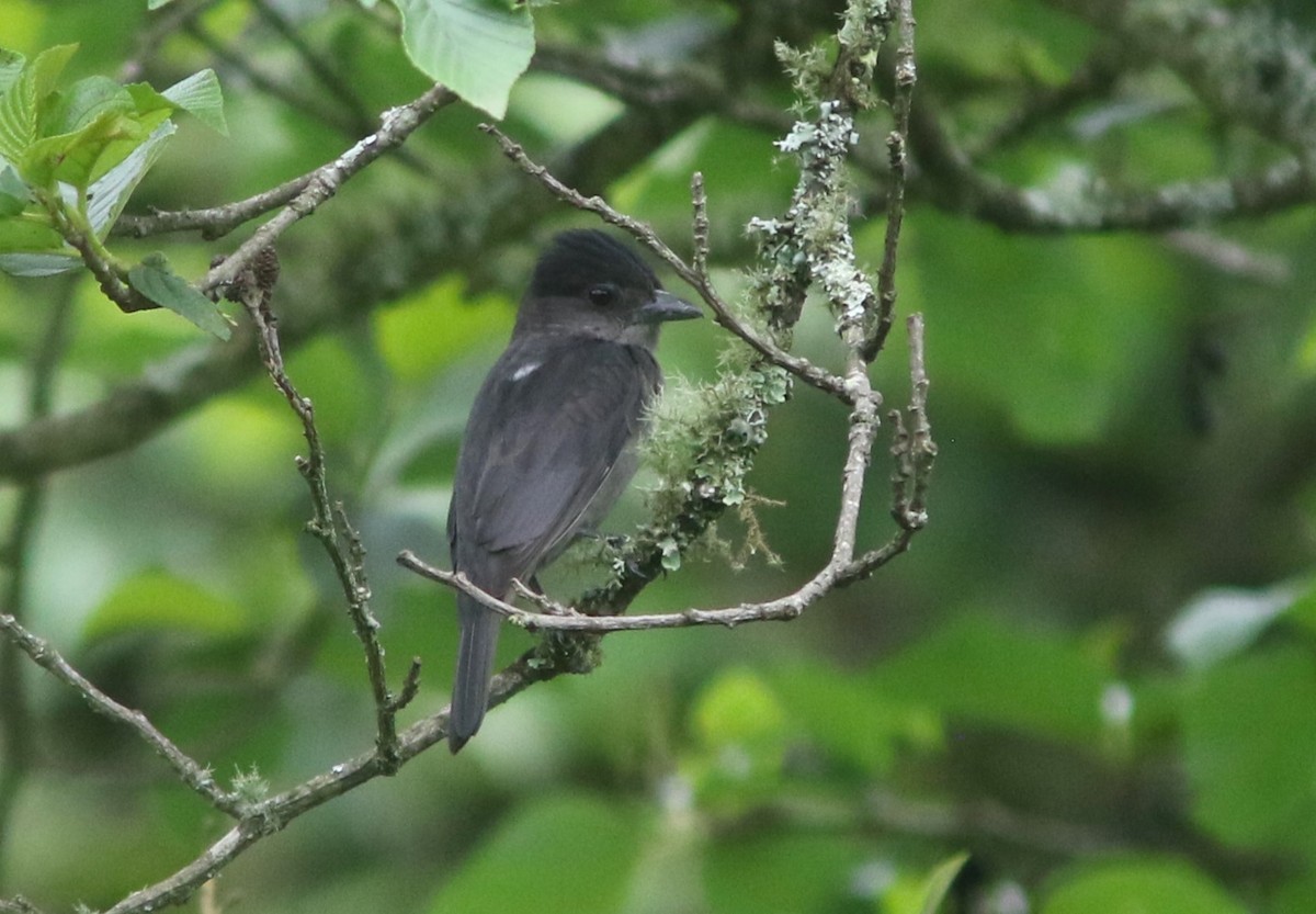 Crested Becard - ML628243246