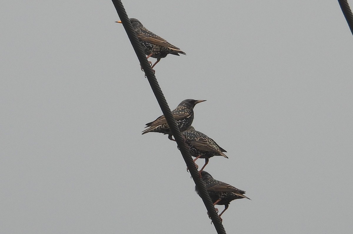 European Starling - ML628243284