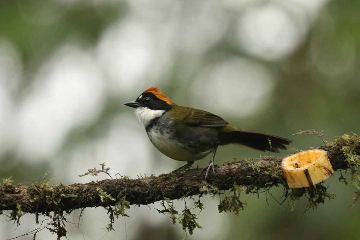Chestnut-capped Brushfinch - ML628243483