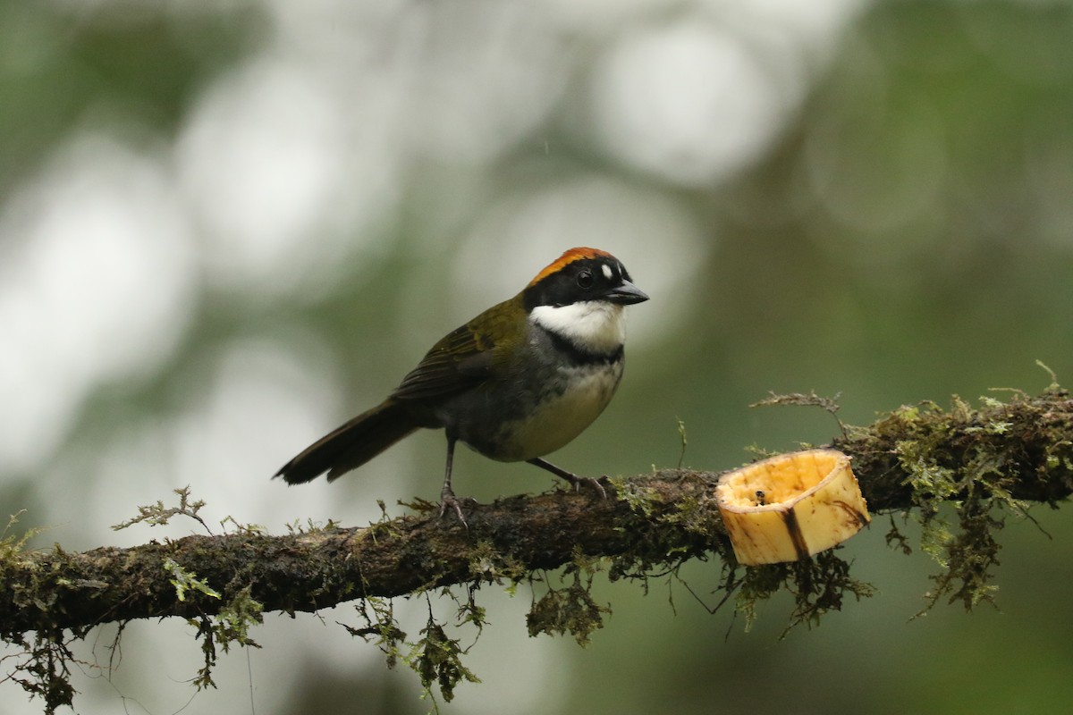 Chestnut-capped Brushfinch - ML628243484