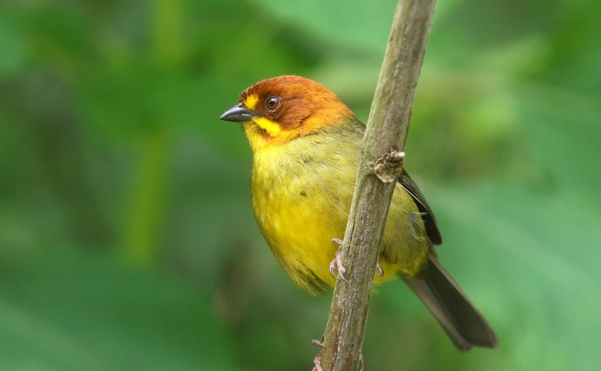 Fulvous-headed Brushfinch - ML628243525