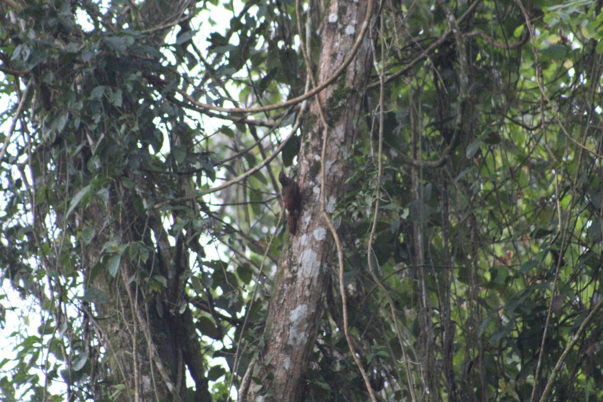 Plain-brown Woodcreeper - ML628243625