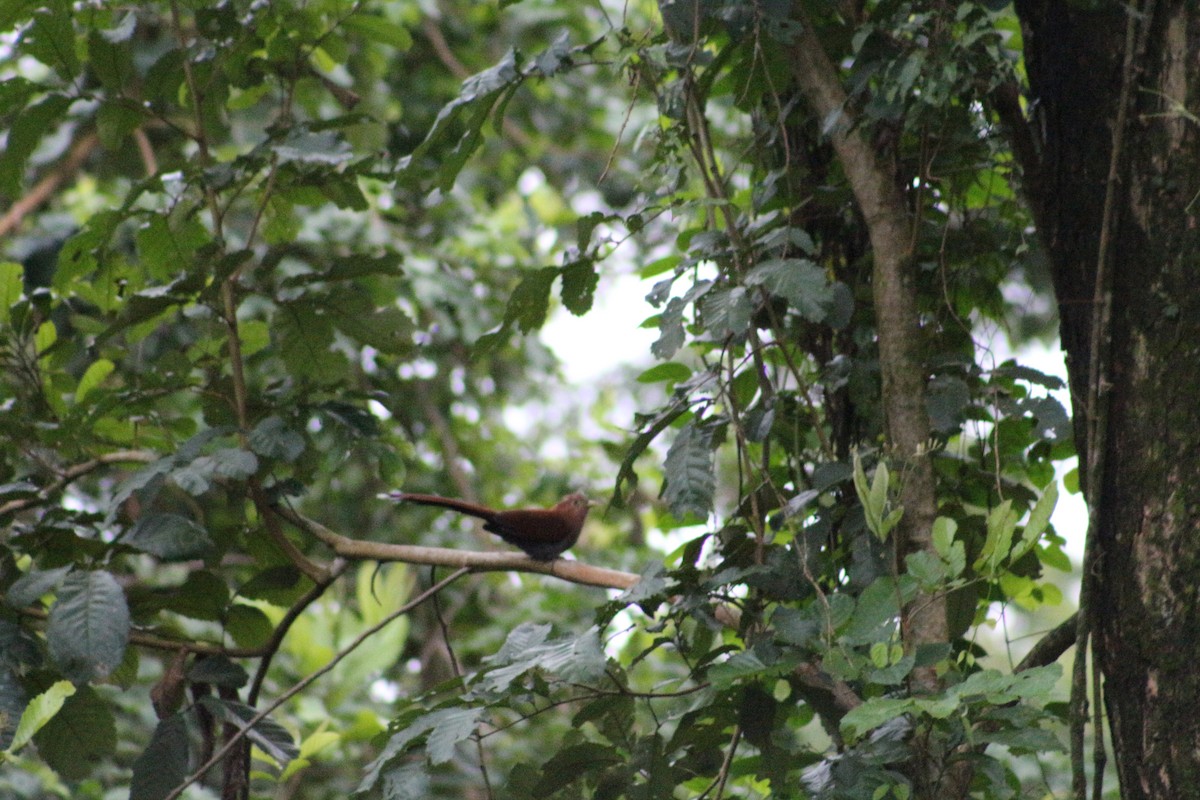 Squirrel Cuckoo - ML628243679