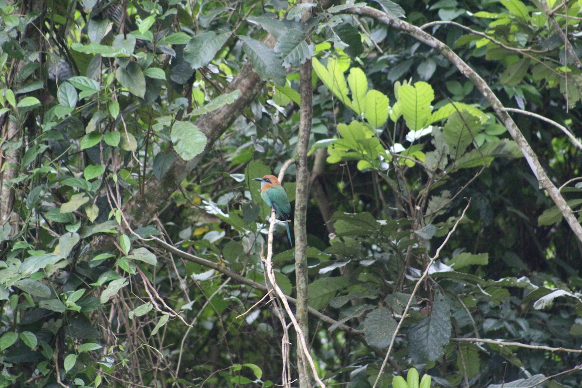 Broad-billed Motmot - ML628243711