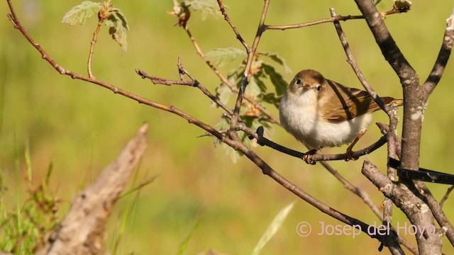 Western Bonelli's Warbler - ML628243723