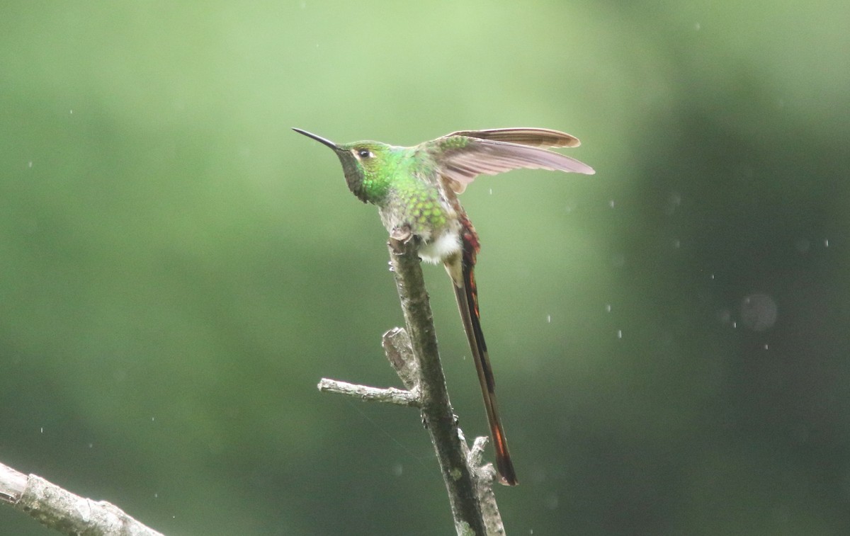 Red-tailed Comet - ML628243871