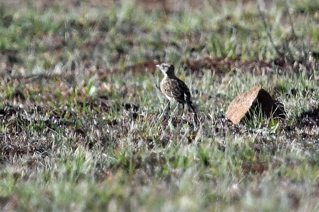 Rudd's Lark - ML628243939