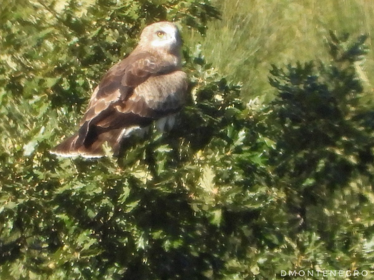 Biancone - ML628244007