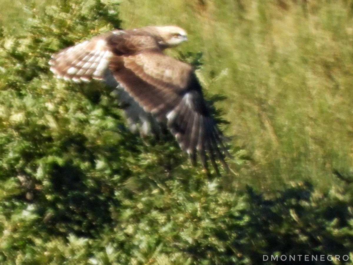 Biancone - ML628244008