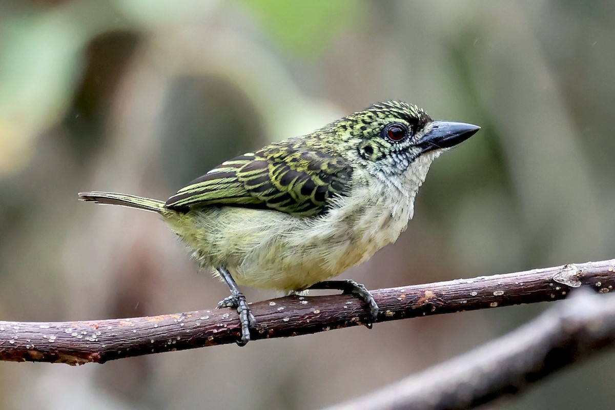 Speckled Tinkerbird - ML628244202