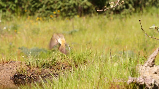 Western Bonelli's Warbler - ML628244232