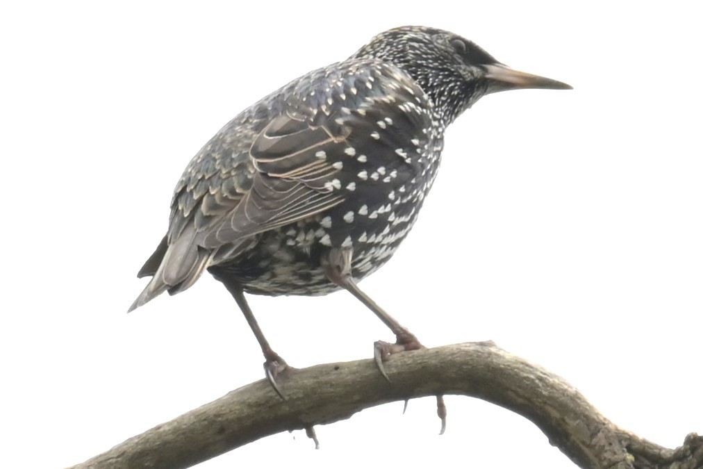 European Starling - ML628244246