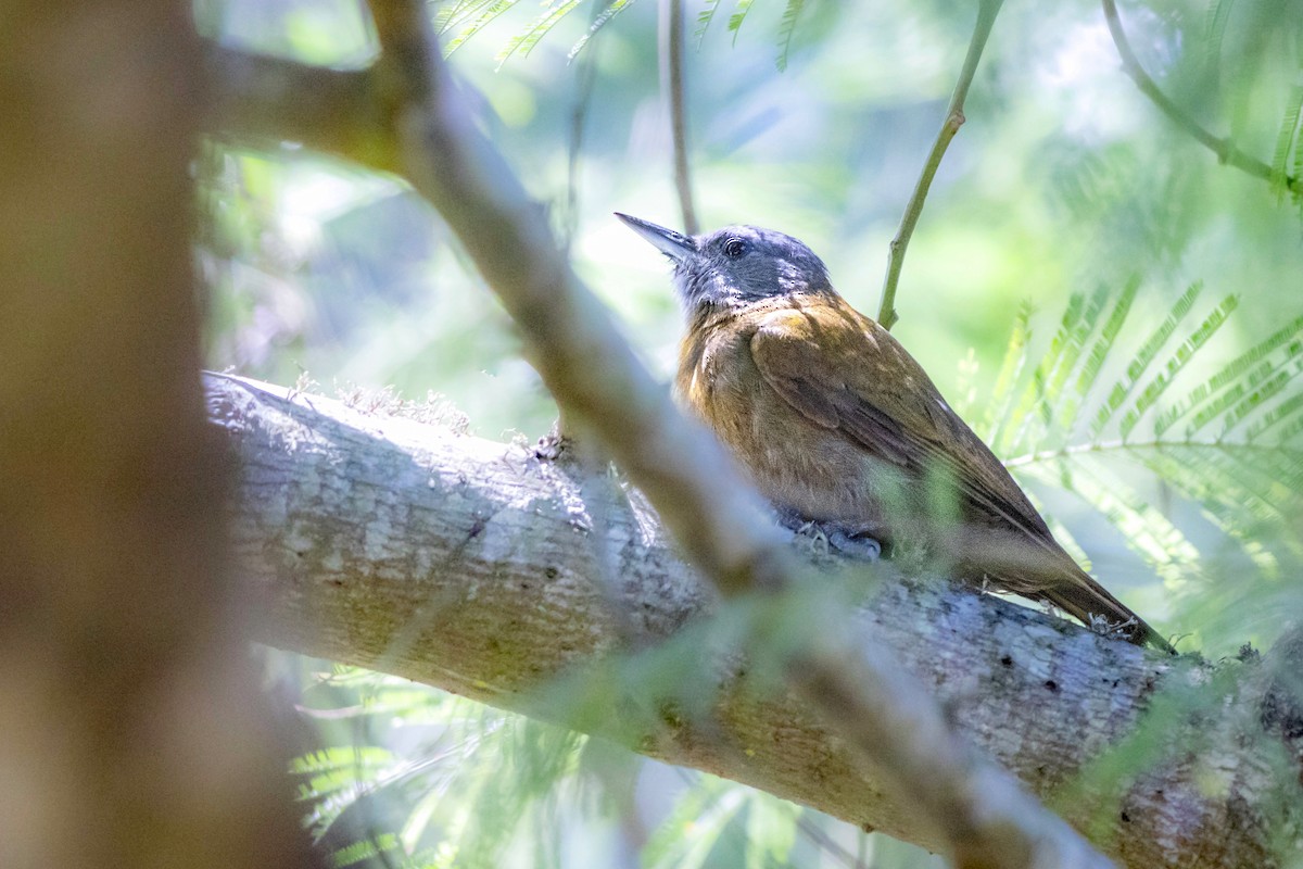 Olive Woodpecker - ML628244306
