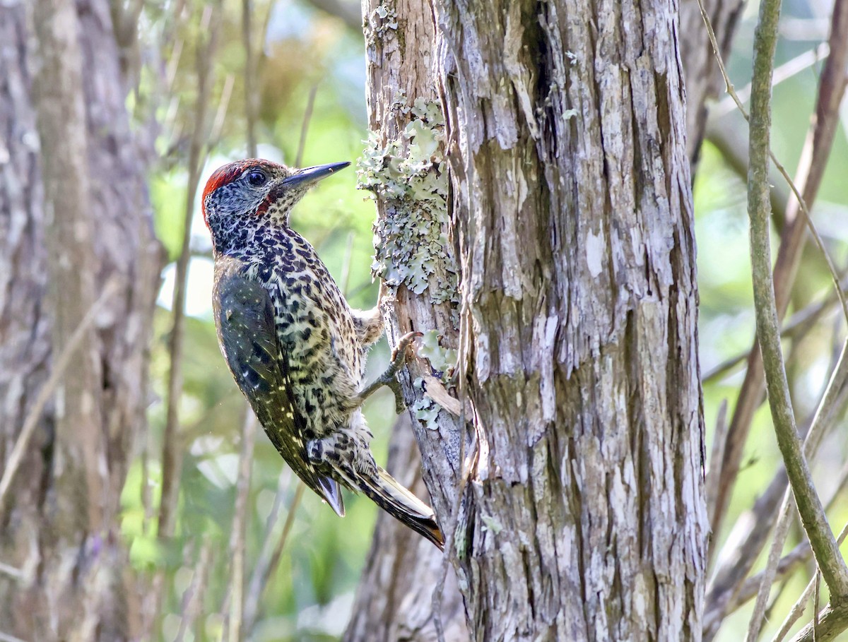 Knysna Woodpecker - ML628244316
