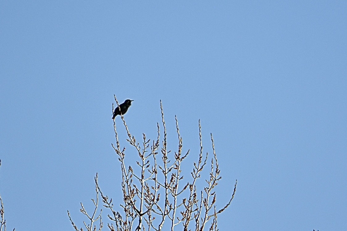 European Starling - ML628244351