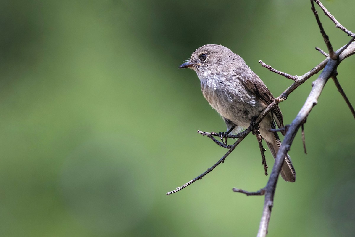 African Dusky Flycatcher - ML628244374