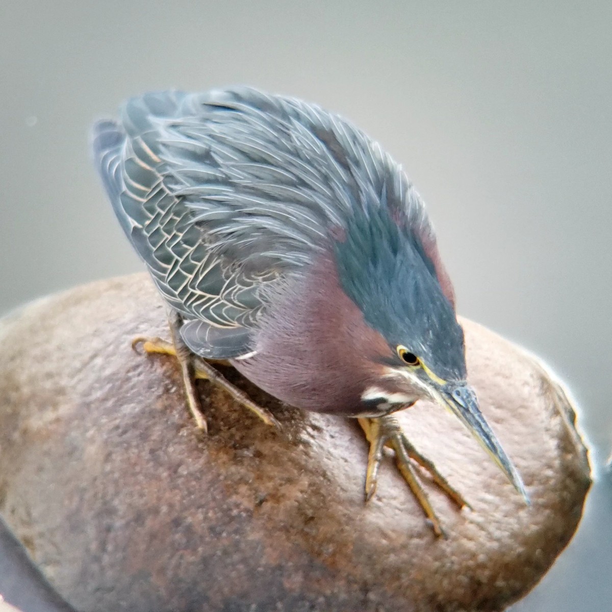 Green Heron - ML628244416