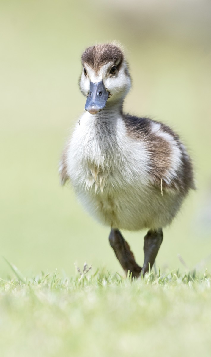 Egyptian Goose - ML628244498
