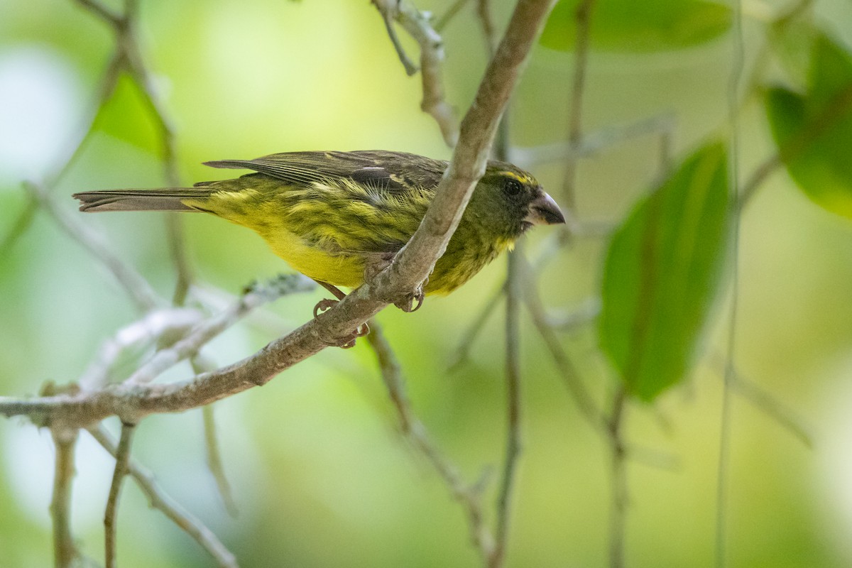 Forest Canary - ML628244506