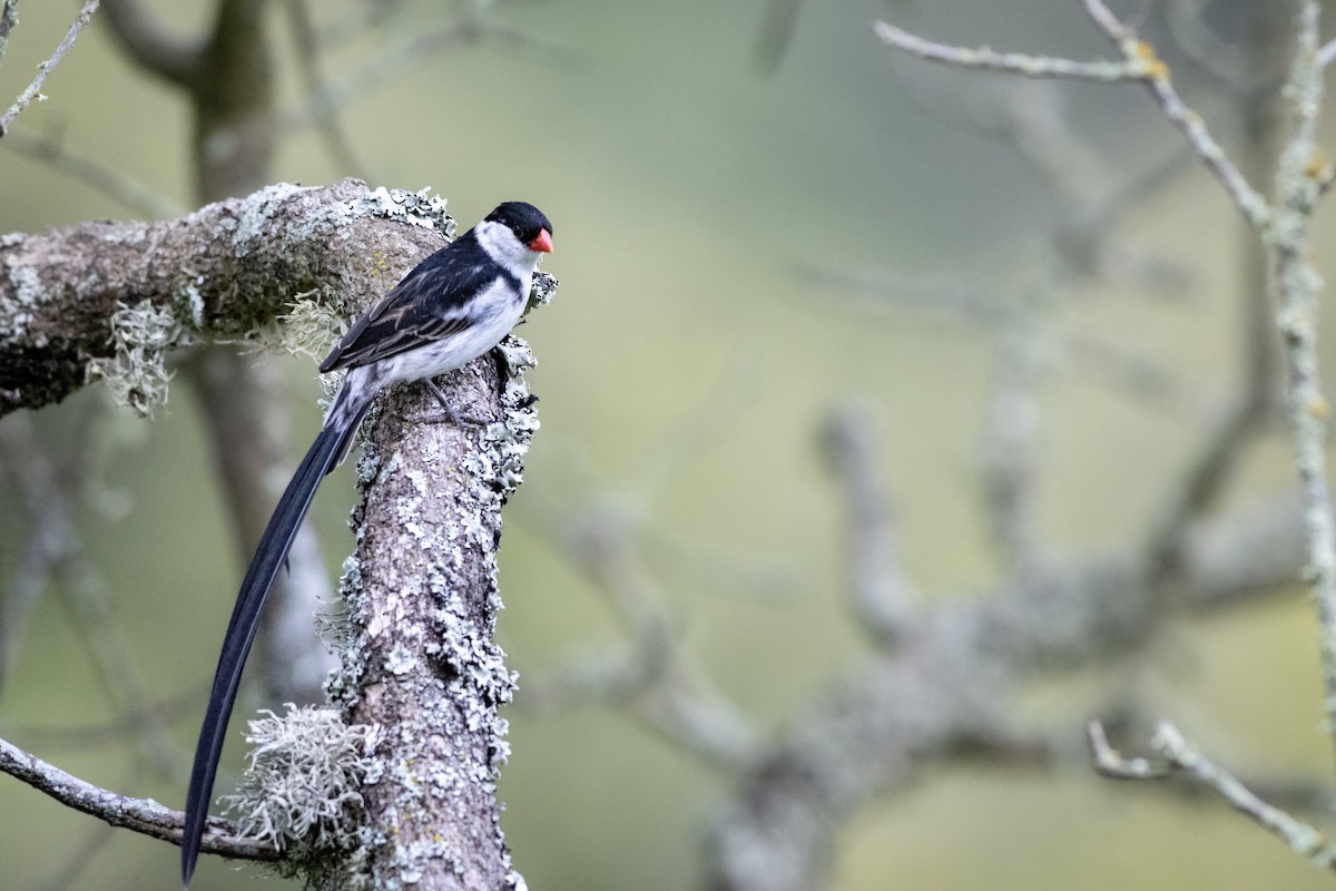 Pin-tailed Whydah - ML628244522