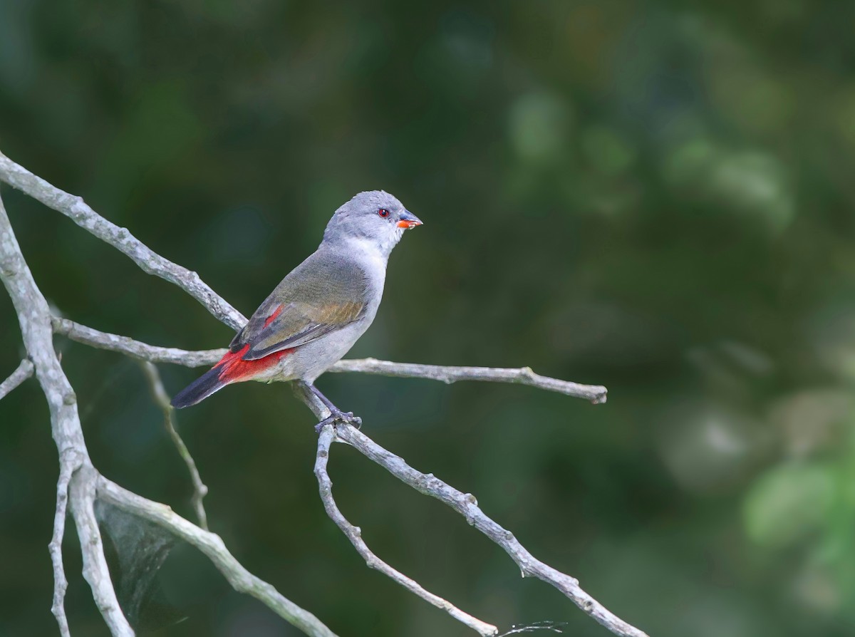 Swee Waxbill - ML628244535