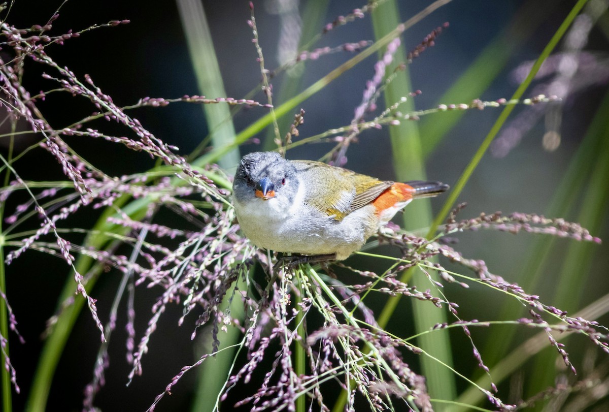 Swee Waxbill - ML628244536