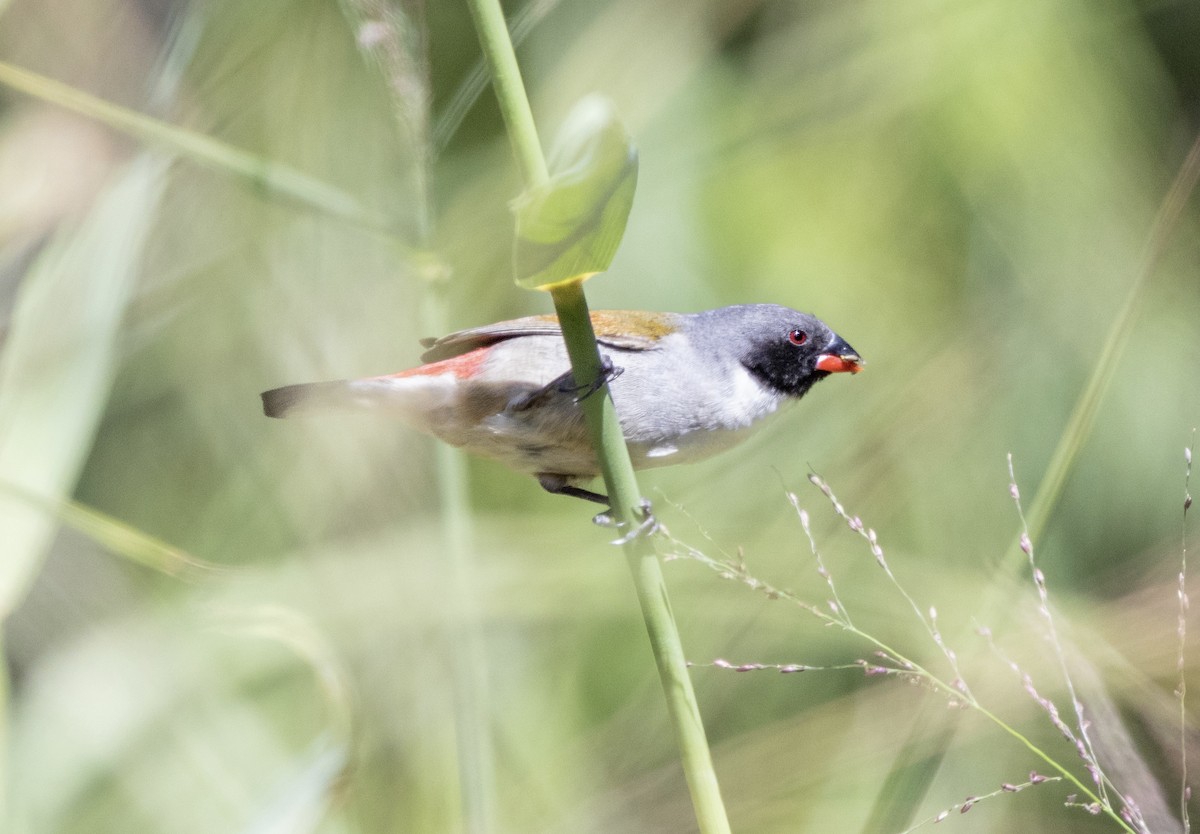 Swee Waxbill - ML628244537
