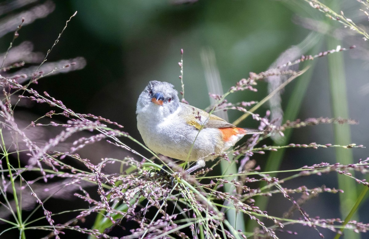 Swee Waxbill - ML628244538