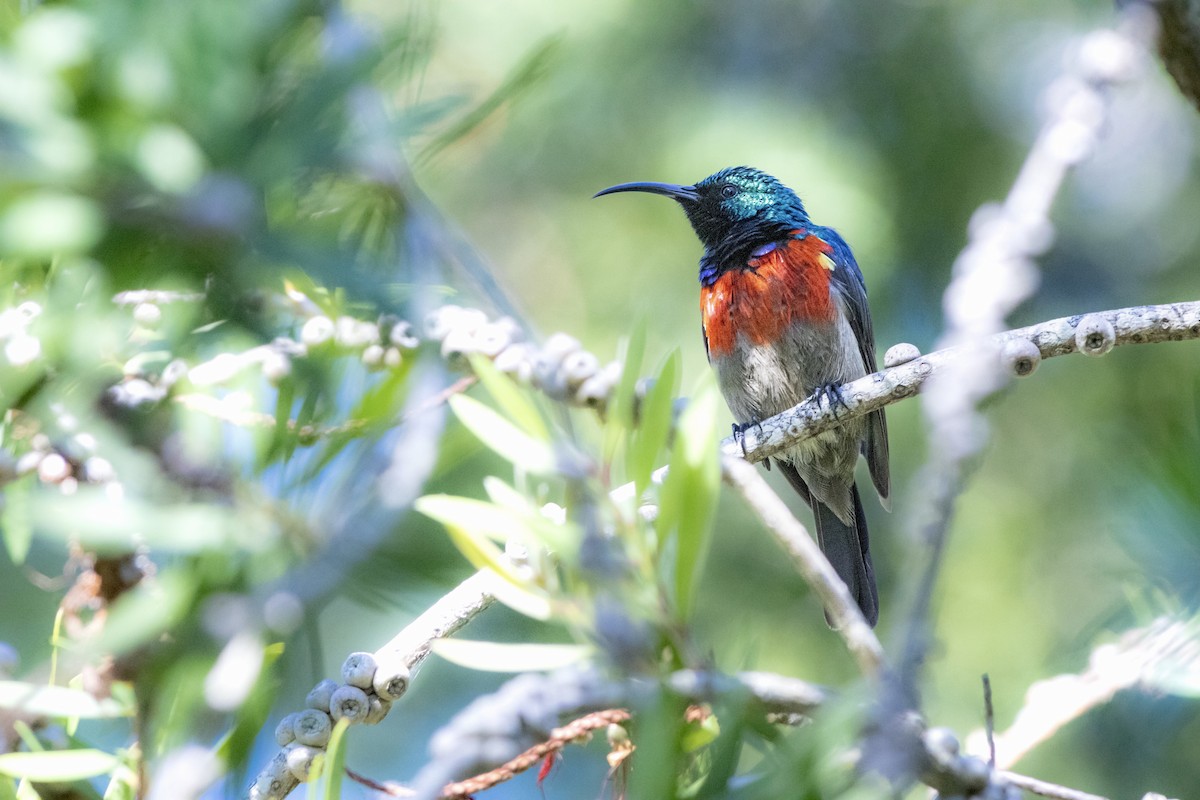 Greater Double-collared Sunbird - ML628244552