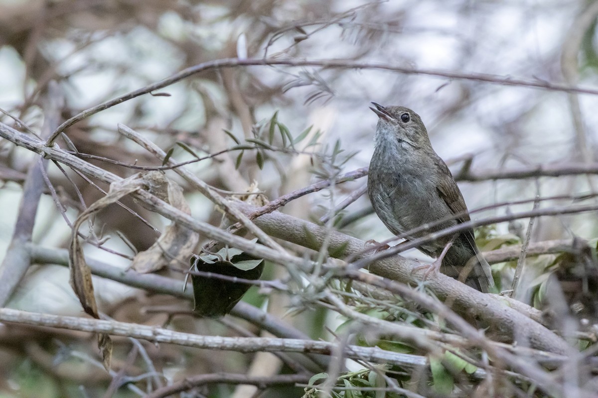 Knysna Warbler - ML628244574