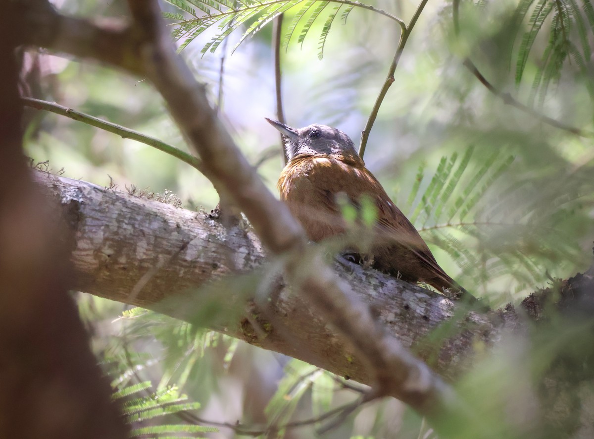 Olive Woodpecker - ML628244596