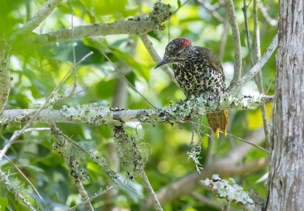 Knysna Woodpecker - ML628244597
