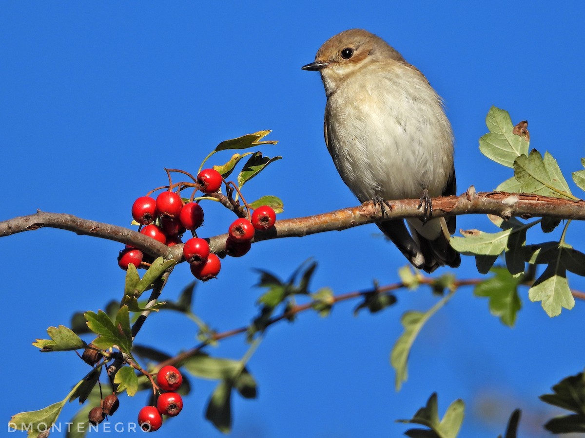 Balia nera - ML628244614