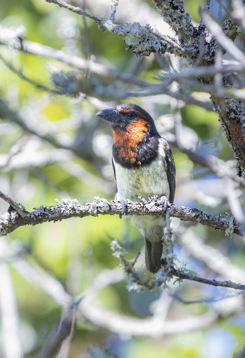 Black-collared Barbet - ML628244620