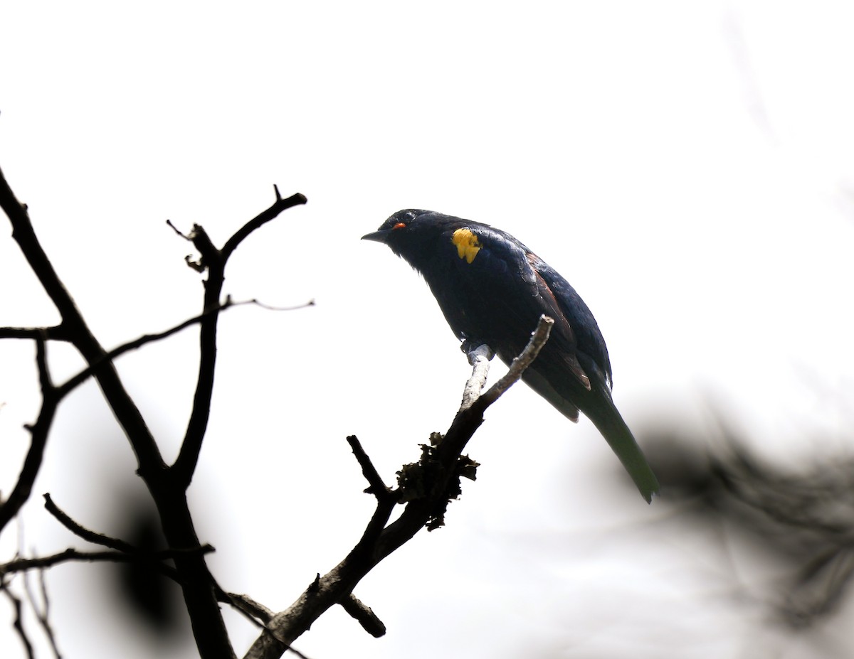 Black Cuckooshrike - ML628244625