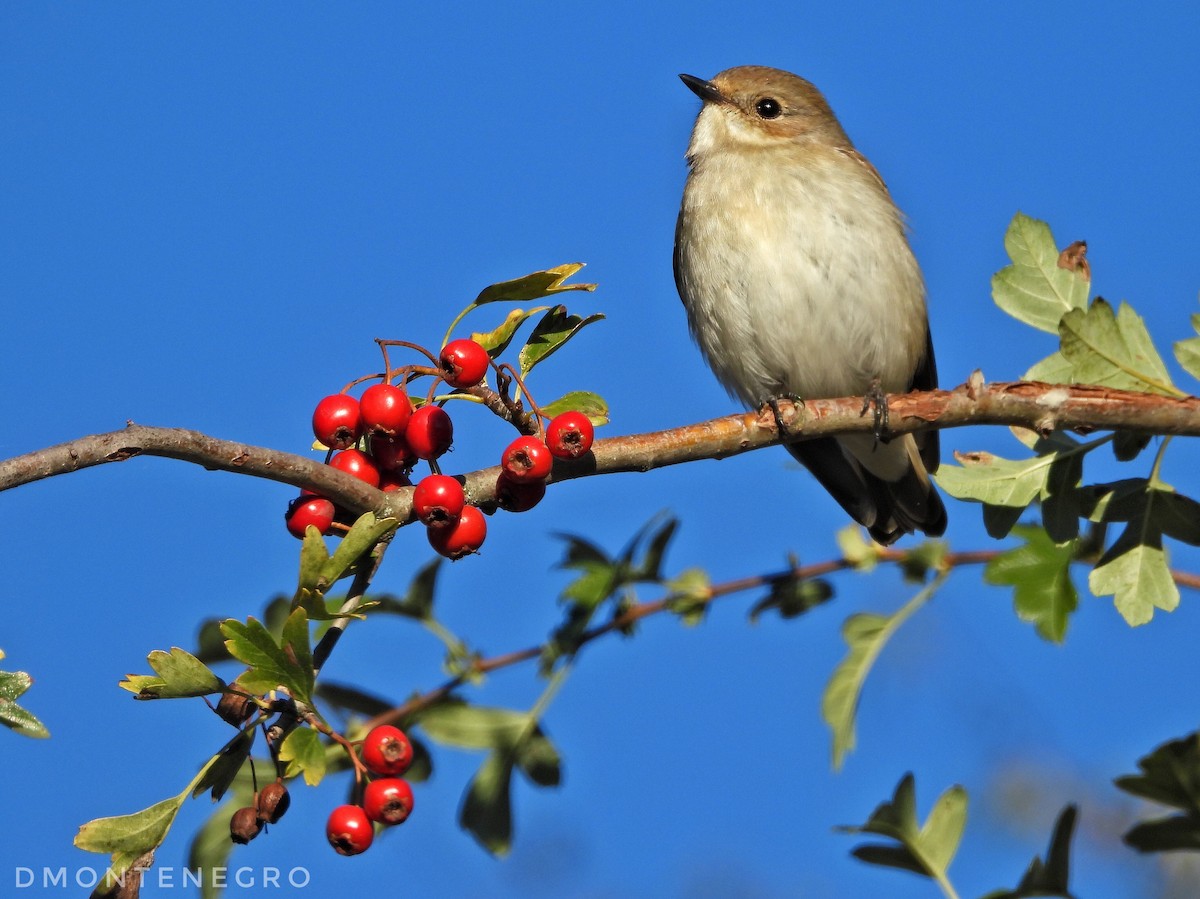 Balia nera - ML628244629