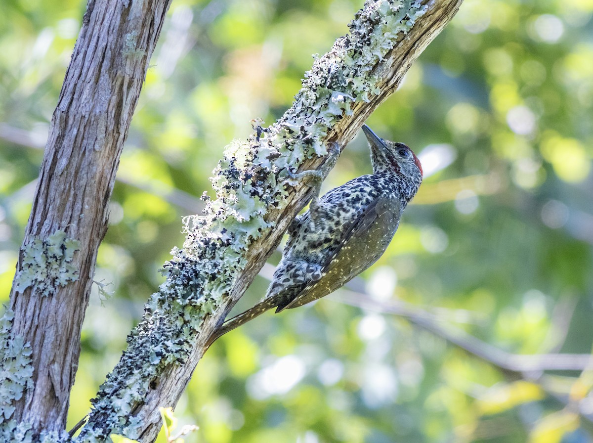 Knysna Woodpecker - ML628244658